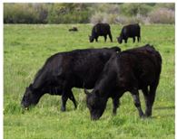 Beef Cattle